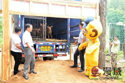 ChinaJoy撞上全球老虎日,姜小虎携手WWF打造公益最萌虎 业内 第8张 ChinaJoy撞上全球老虎日,姜小虎携手WWF打造公益最萌虎 业内 第8张