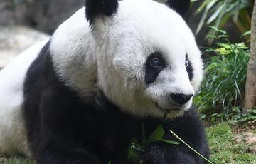 突破次元!国宝熊猫“巴斯”动漫形象设计大赛 业内 第3张 突破次元!国宝熊猫“巴斯”动漫形象设计大赛 业内 第3张
