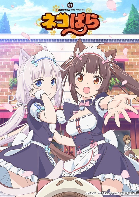 动画《猫娘乐园》公开主视觉图及特报影片等情报 资讯 第1张