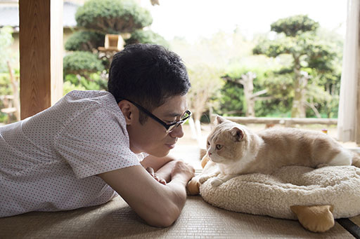 手游《猫咪收集》即将拍摄真人电影 资讯 第2张