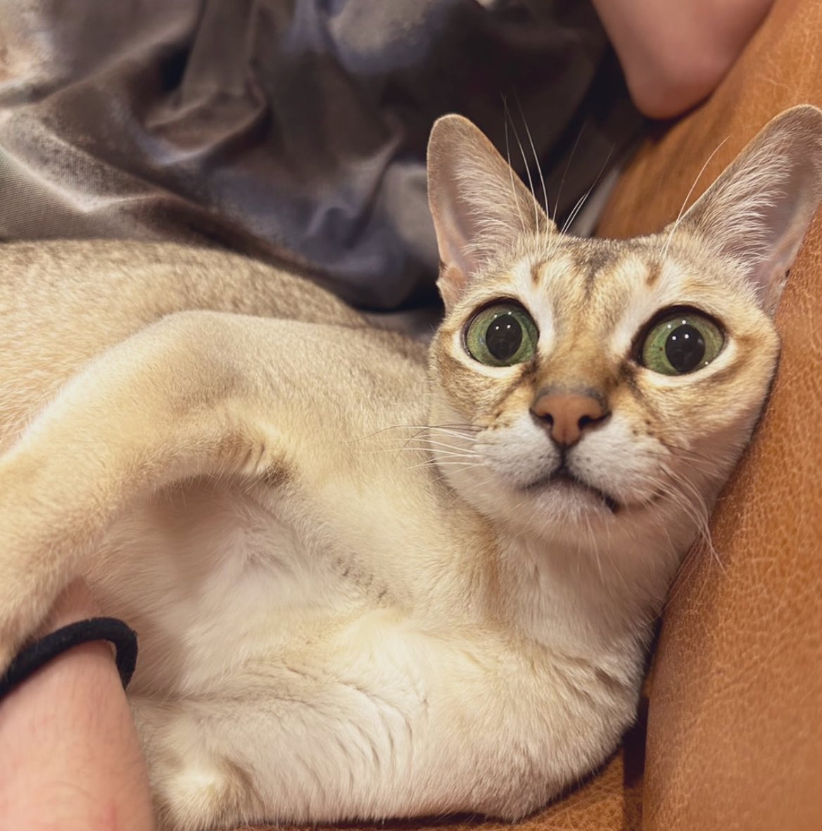  种崎敦美和宫崎游宣布结婚  资讯 第3张