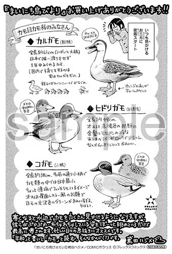  鳶田ハジメ的野鸟观察随笔《まいにち鳥びより》出版  资讯 第14张