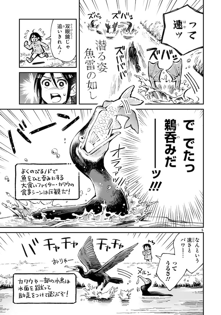  鳶田ハジメ的野鸟观察随笔《まいにち鳥びより》出版  资讯 第7张